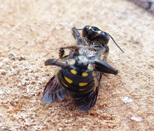 Anthidium septemspinosum