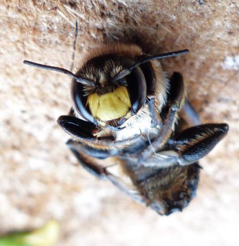 Anthidium septemspinosum