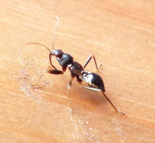 Himacerus mirmicoides