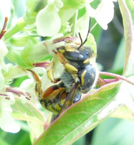Anthidium manicatum