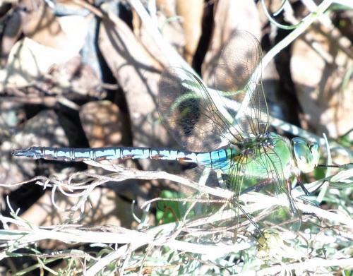 Réf. 209 299 : Anax imperator
