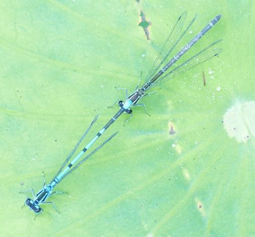 Coenagrion puella