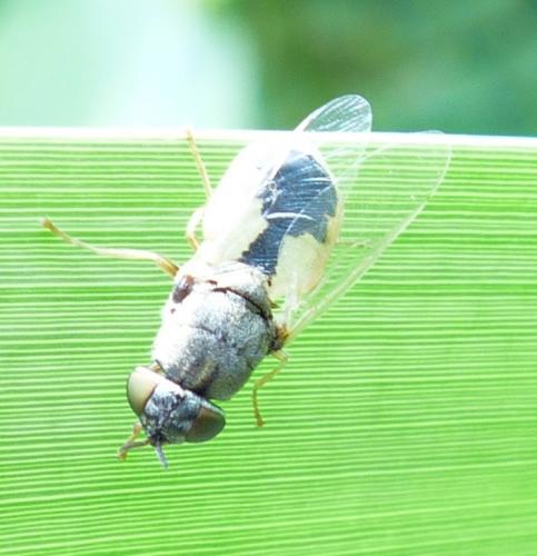 Oplodontha viridula
