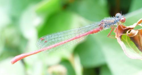 Ceriagrion tenellum