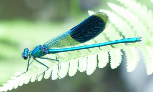 Calopteryx splendens