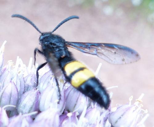 Scolia hirta