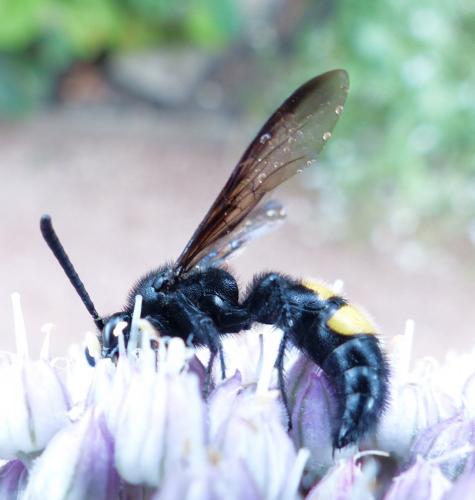 Scolia hirta