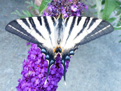Réf. 209 198 : Iphiclides podalirius