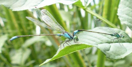 Ischnura elegans