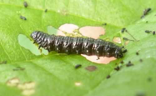 Agelastica alni