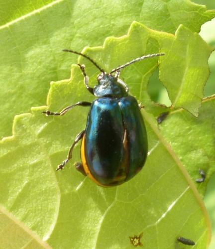 Agelastica alni