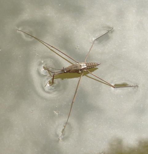 Aquarius paludum