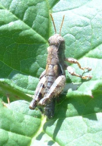 Pezotettix giornae