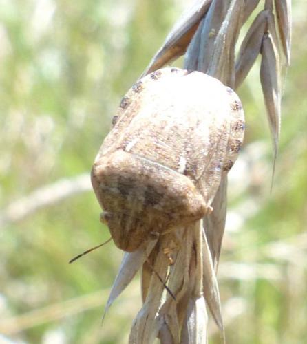 Eurygaster maura