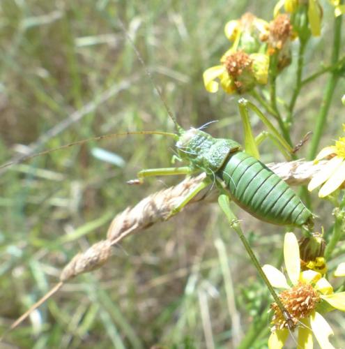 Réf. 209 324 : Uromenus rugosicollis
