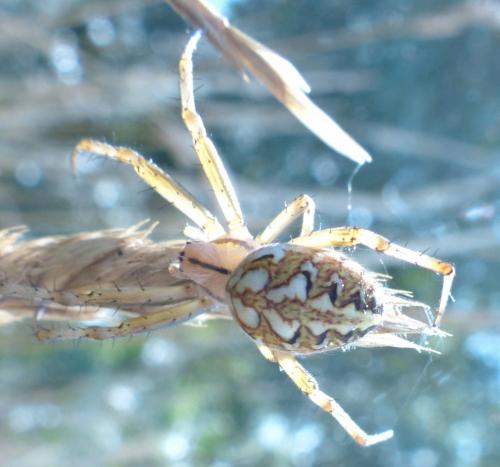 Réf. 209 561 : Neoscona adianta