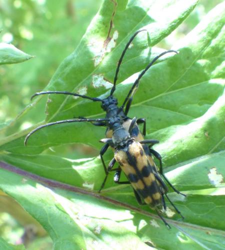 Réf. 209 300 : Leptura quadrifasciata