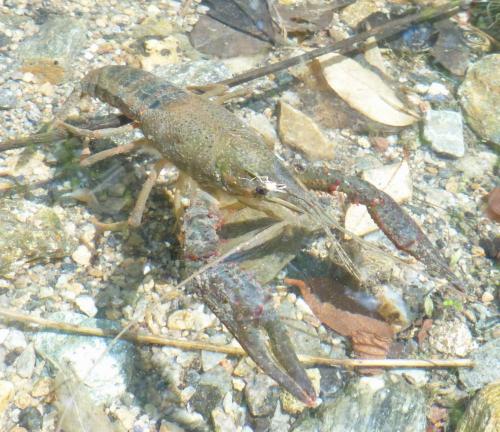 Réf. 209 431 : Procambarus clarkii