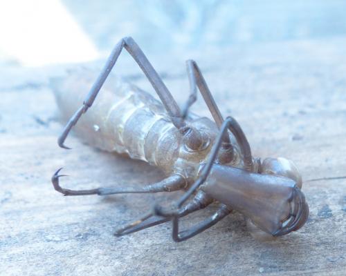 Anax sp.
