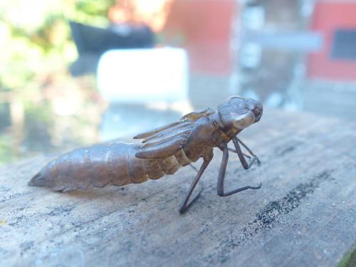 Anax sp.