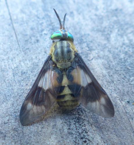 Réf. 209 336 : Chrysops relictus