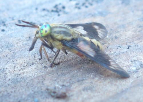 Réf. 209 337 : Chrysops relictus