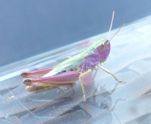 Réf. 209 603 : Pseudochorthippus parallelus parallelus