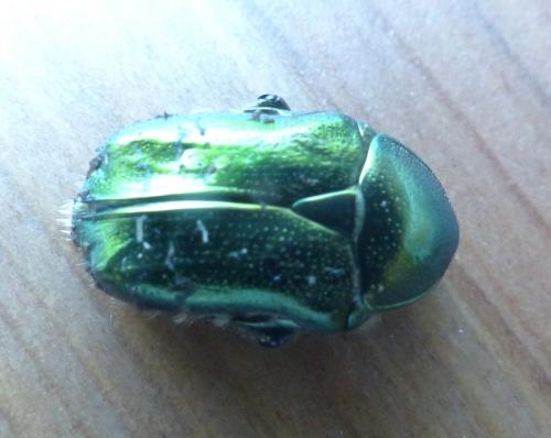 Réf. 209 331 : Cetonia aurata