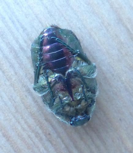 Réf. 209 332 : Cetonia aurata