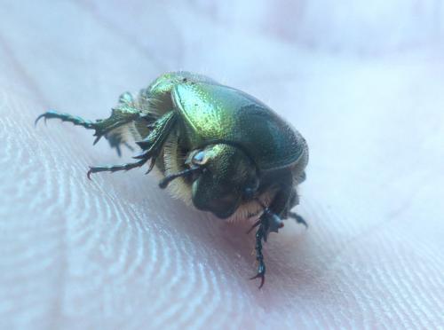Cetonia aurata