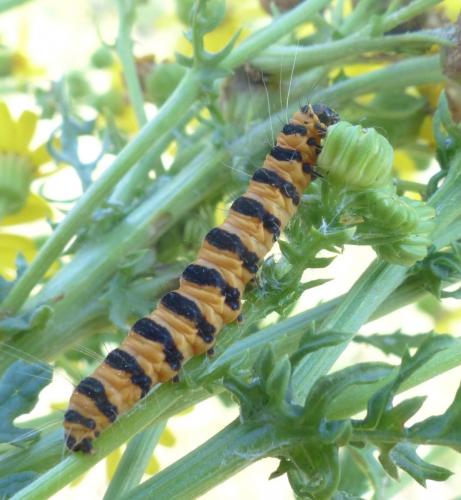 Réf. 209 730 : Tyria jacobaeae