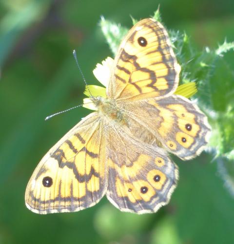 Réf. 209 732 : Lasiommata megera