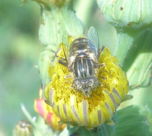 Réf. 209 767 : Eristalinus aeneus