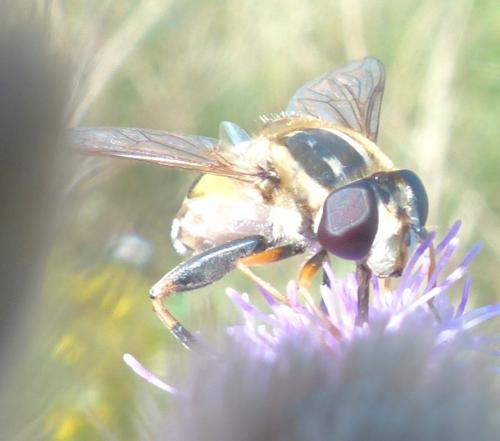 Helophilus trivittatus