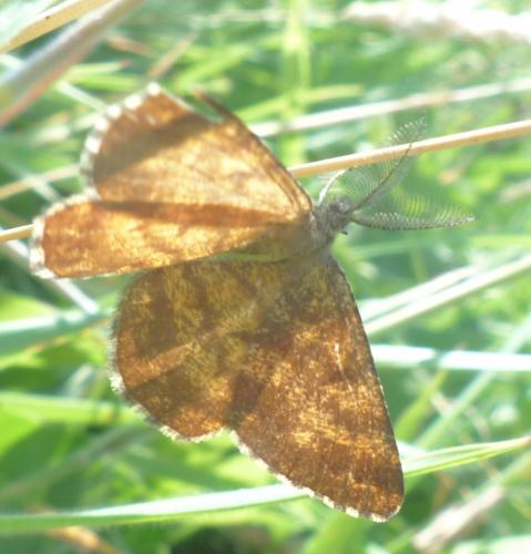 Réf. 209 900 : Ematurga atomaria