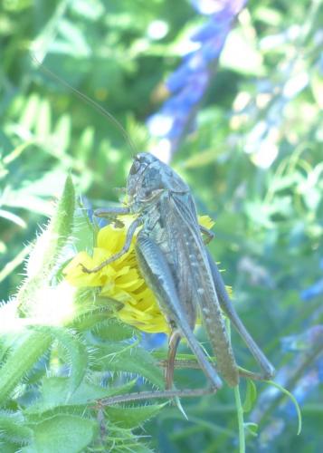 Réf. 209 986 : Platycleis sp.