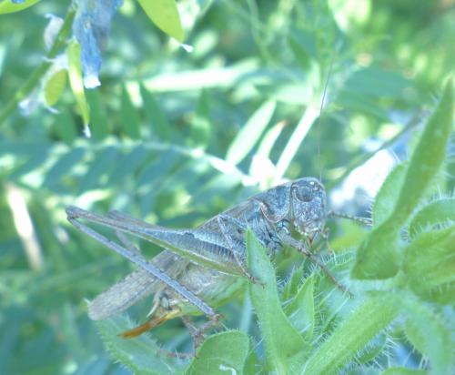 Réf. 209 987 : Platycleis sp.