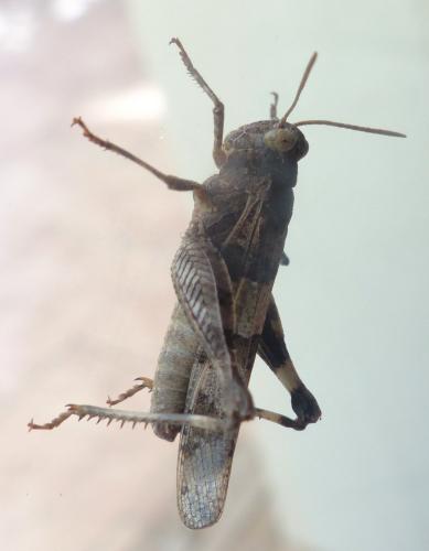 Réf. 209 761 : Oedipoda caerulescens caerulescens