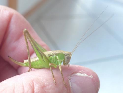Platycleis sp.