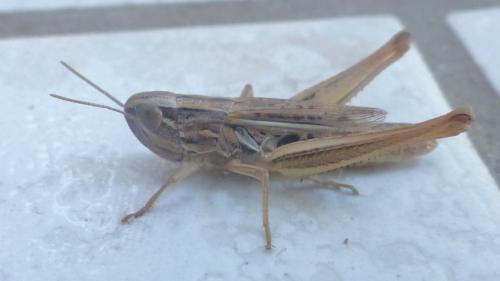 Euchorthippus declivus
