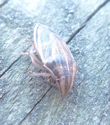 Aelia acuminata