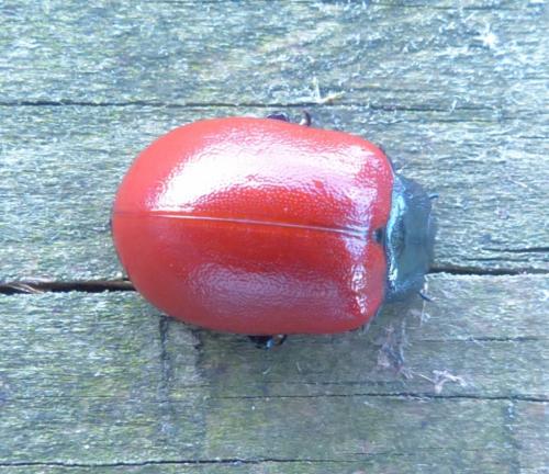 Réf. 209 892 : Chrysomela populi