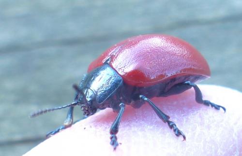 Réf. 209 882 : Chrysomela populi