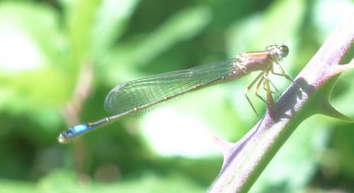Ischnura elegans