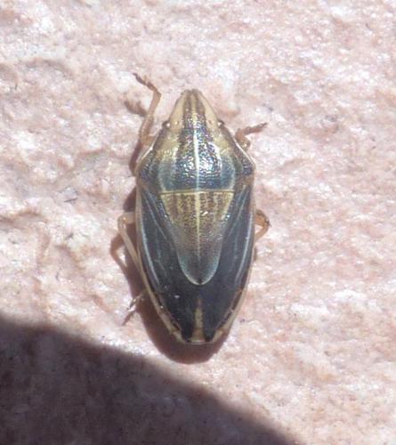 Réf. 209 980 : Aelia acuminata