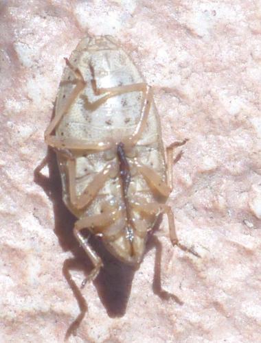 Réf. 209 981 : Aelia acuminata