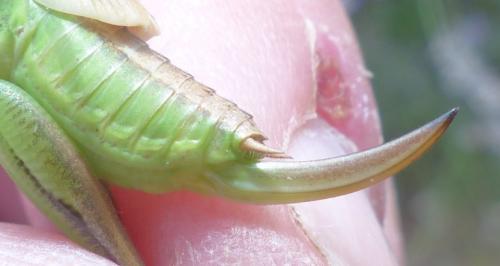 Platycleis sp.