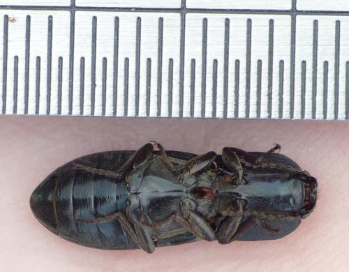 Selatosomus aeneus