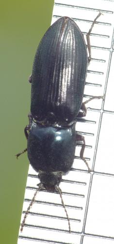 Selatosomus aeneus