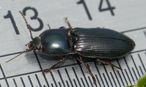 Selatosomus aeneus